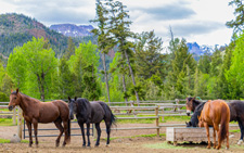 USA-Wyoming-Yellowstone Ranch Escape